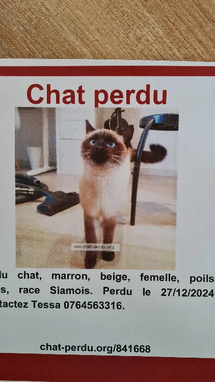 Chatte Perdue 69M Métropole de Lyon